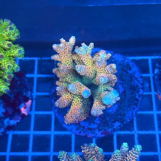 (WYSIWYG) Acropora Colony T2A10