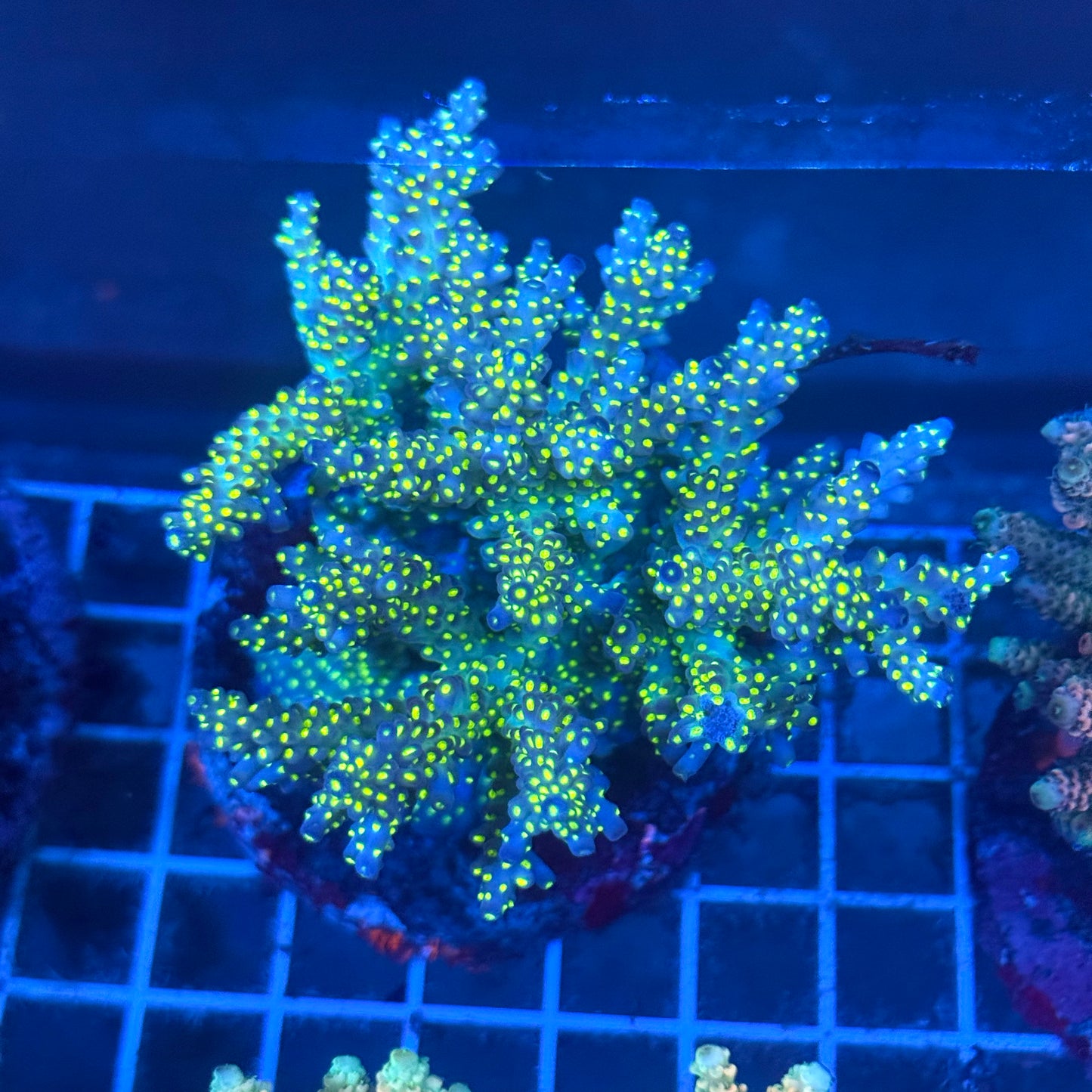 (WYSIWYG) Acropora Colony T2A11