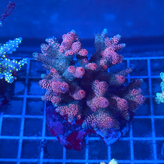 (WYSIWYG) Acropora Colony T2A12