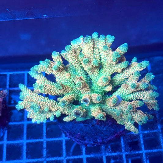 (WYSIWYG) Acropora Colony T2A13
