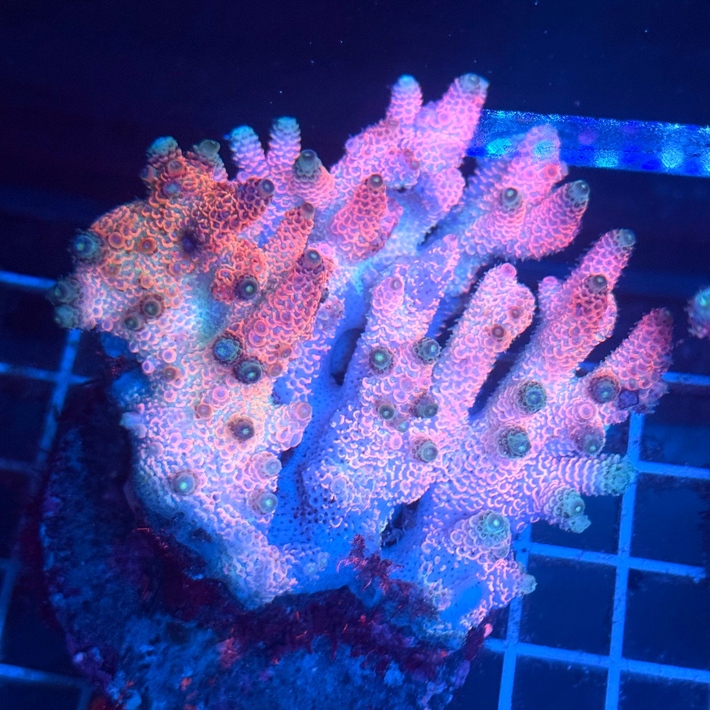 (WYSIWYG) Acropora Colony T2A4