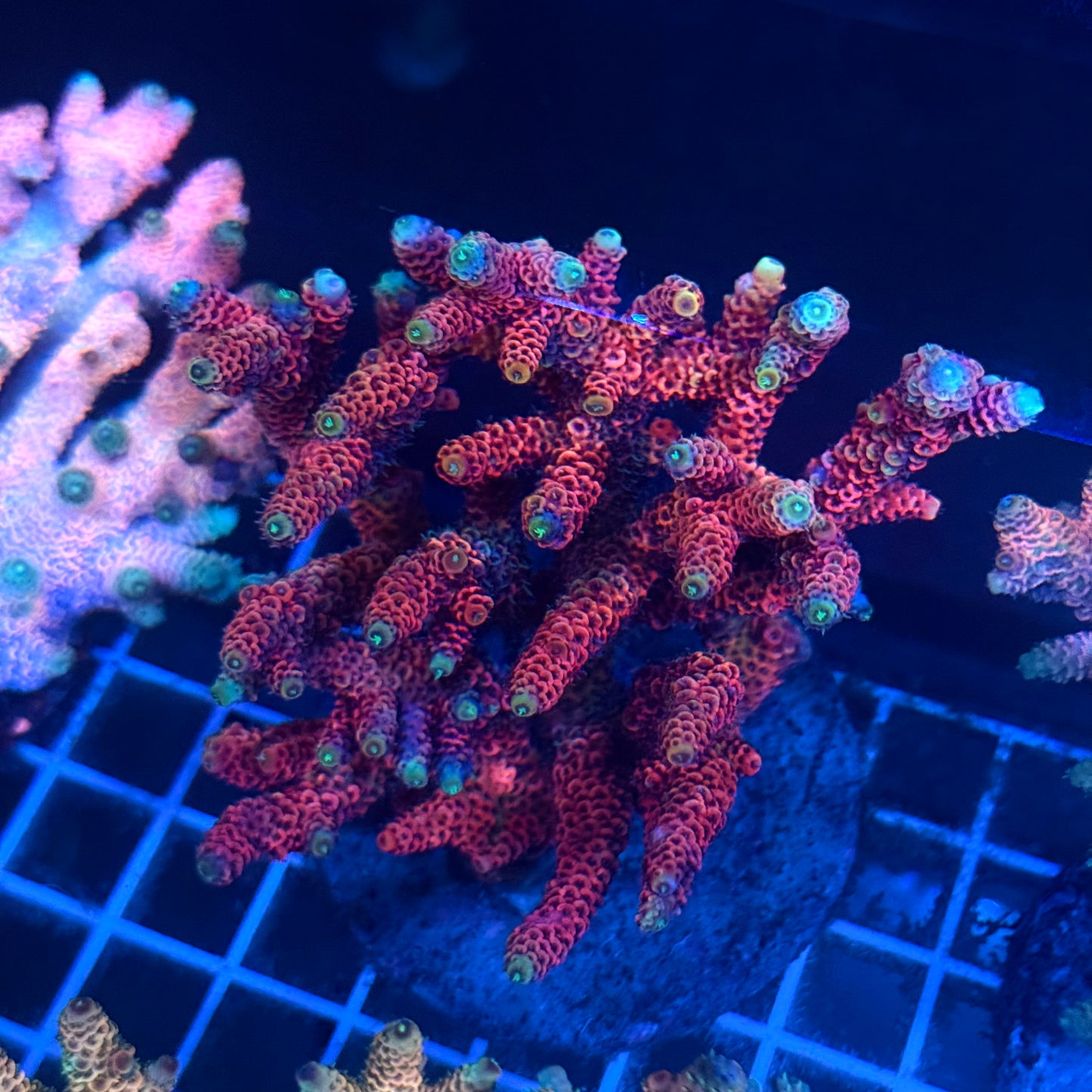 (WYSIWYG) Acropora Colony T2A5