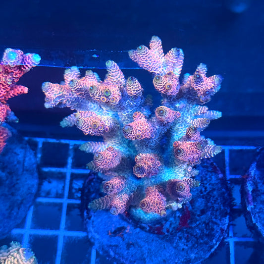 (WYSIWYG) Acropora Colony T2A6