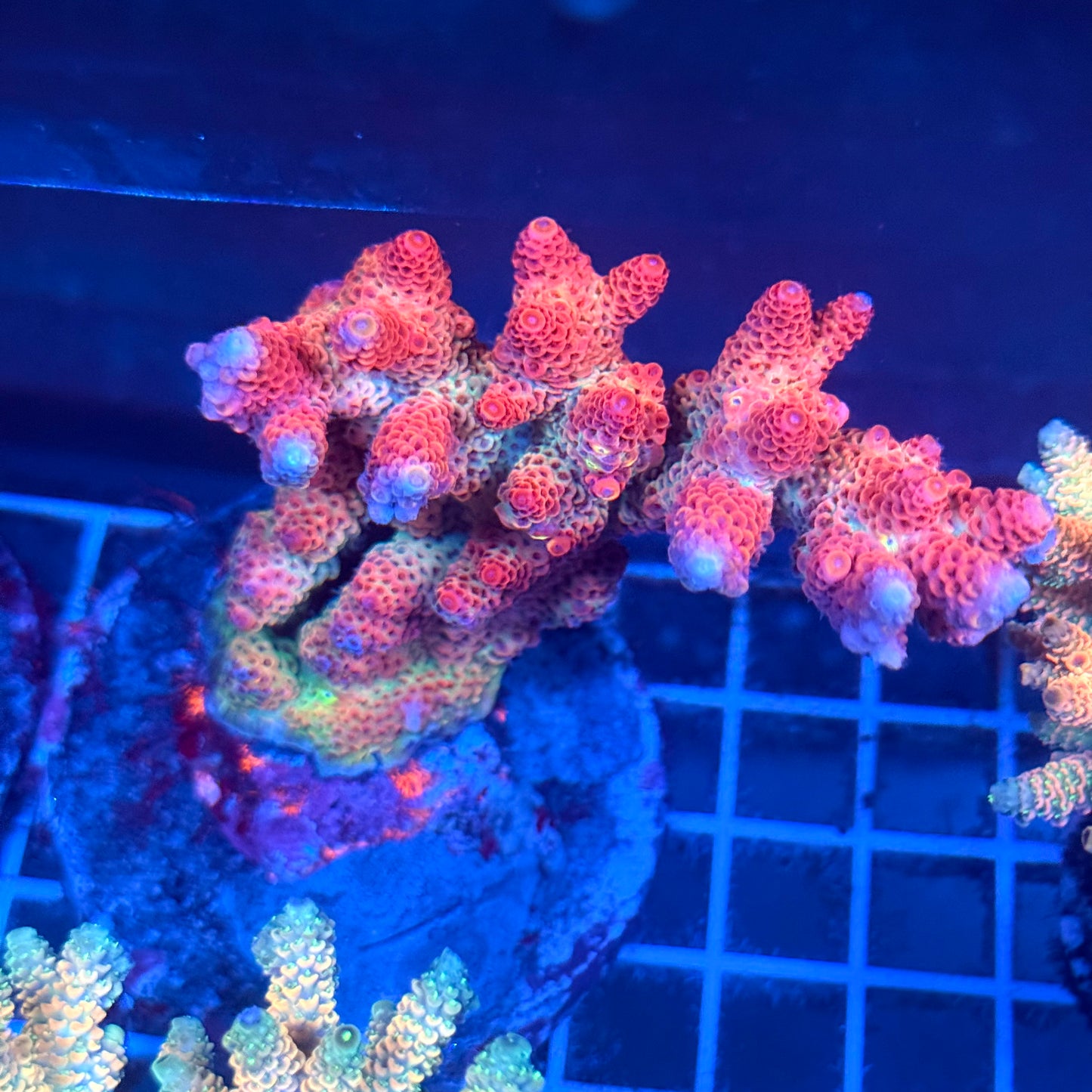 (WYSIWYG) Acropora Colony T2A7