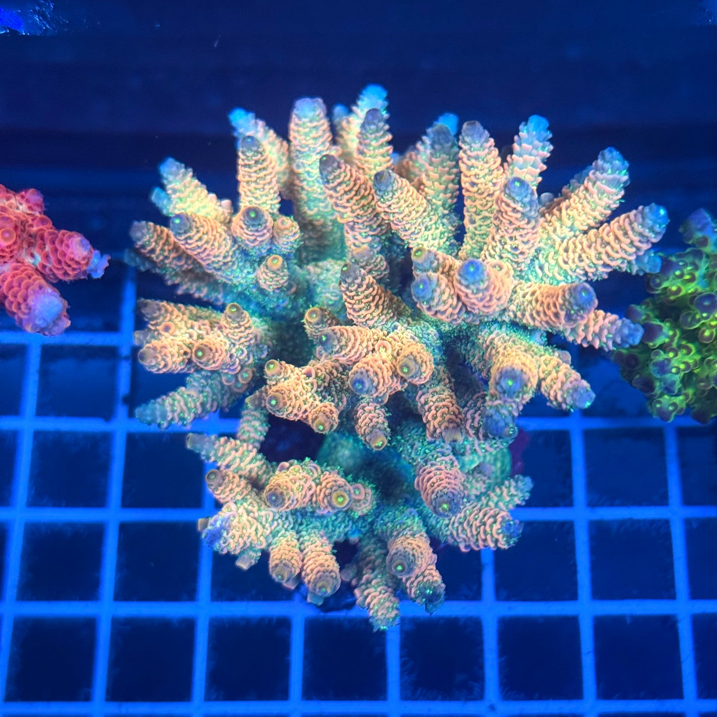 (WYSIWYG) Acropora Colony T2A8