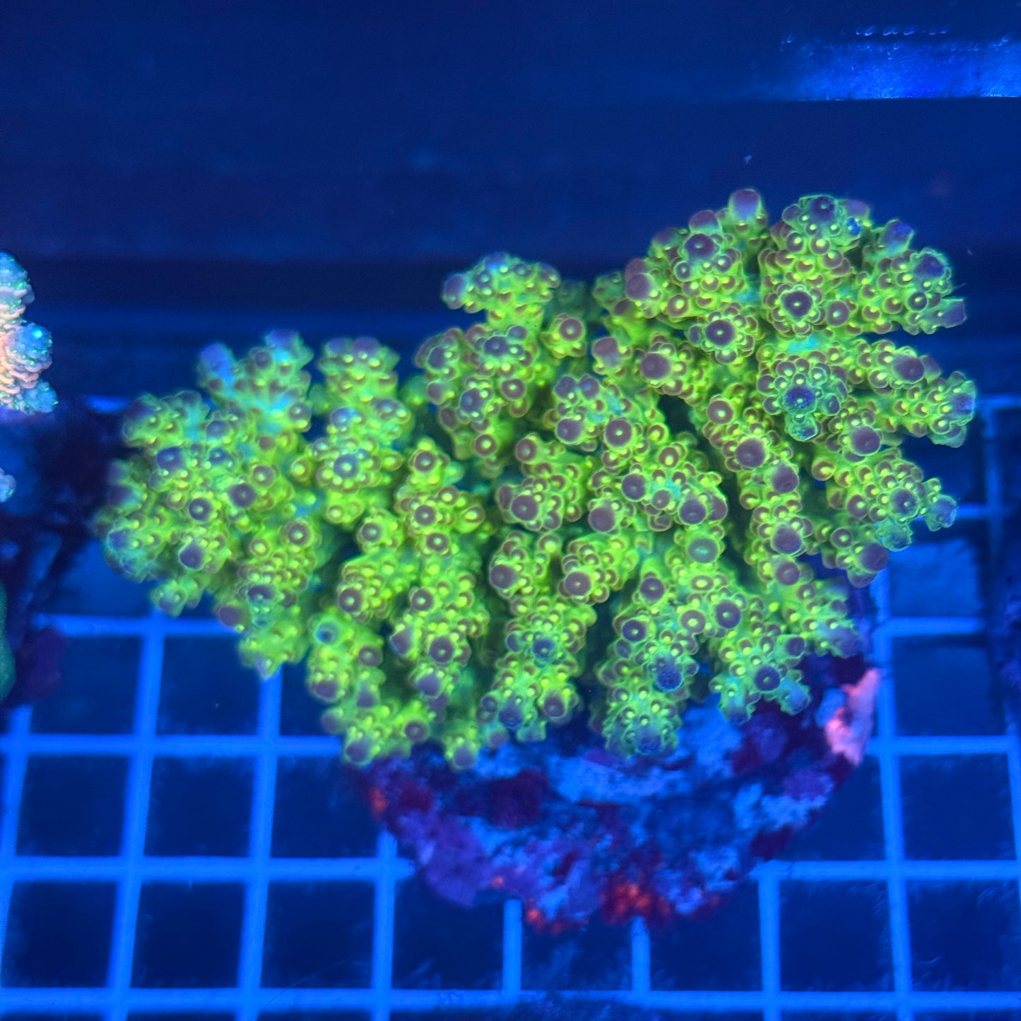 (WYSIWYG) Acropora Colony T2A9