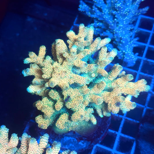 (WYSIWYG) Acropora Colony T2B1