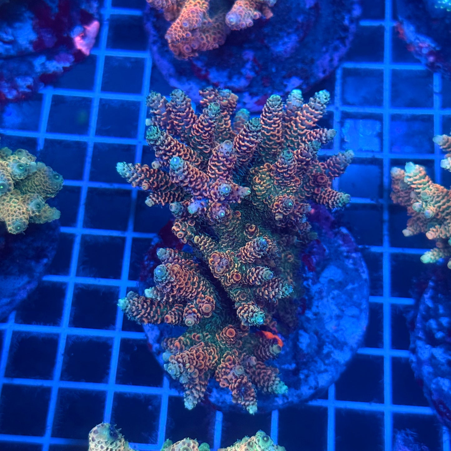 (WYSIWYG) Acropora Colony T2B10