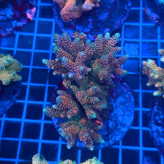 (WYSIWYG) Acropora Colony T2B10