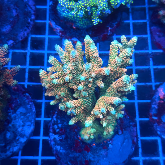 (WYSIWYG) Acropora Colony T2B11