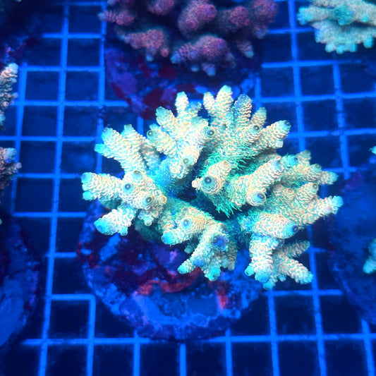 (WYSIWYG) Acropora Colony T2B12