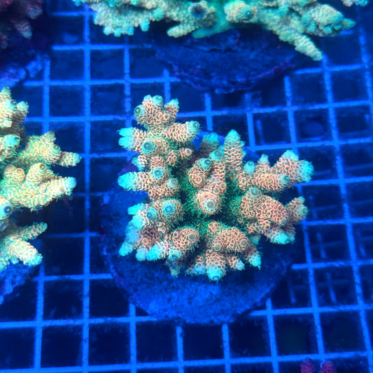 (WYSIWYG) Acropora Colony T2B13