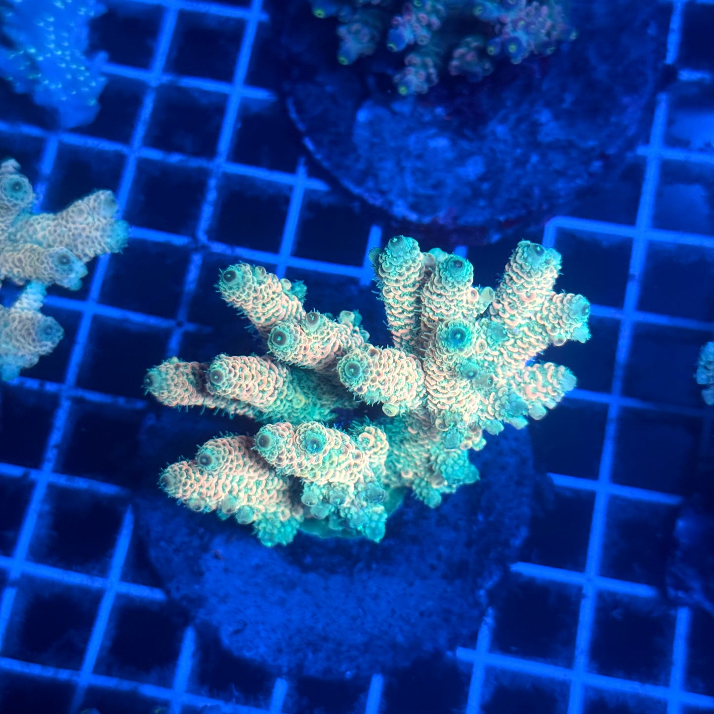 (WYSIWYG) Acropora Colony T2B2