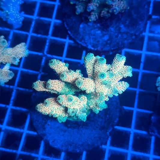 (WYSIWYG) Acropora Colony T2B2
