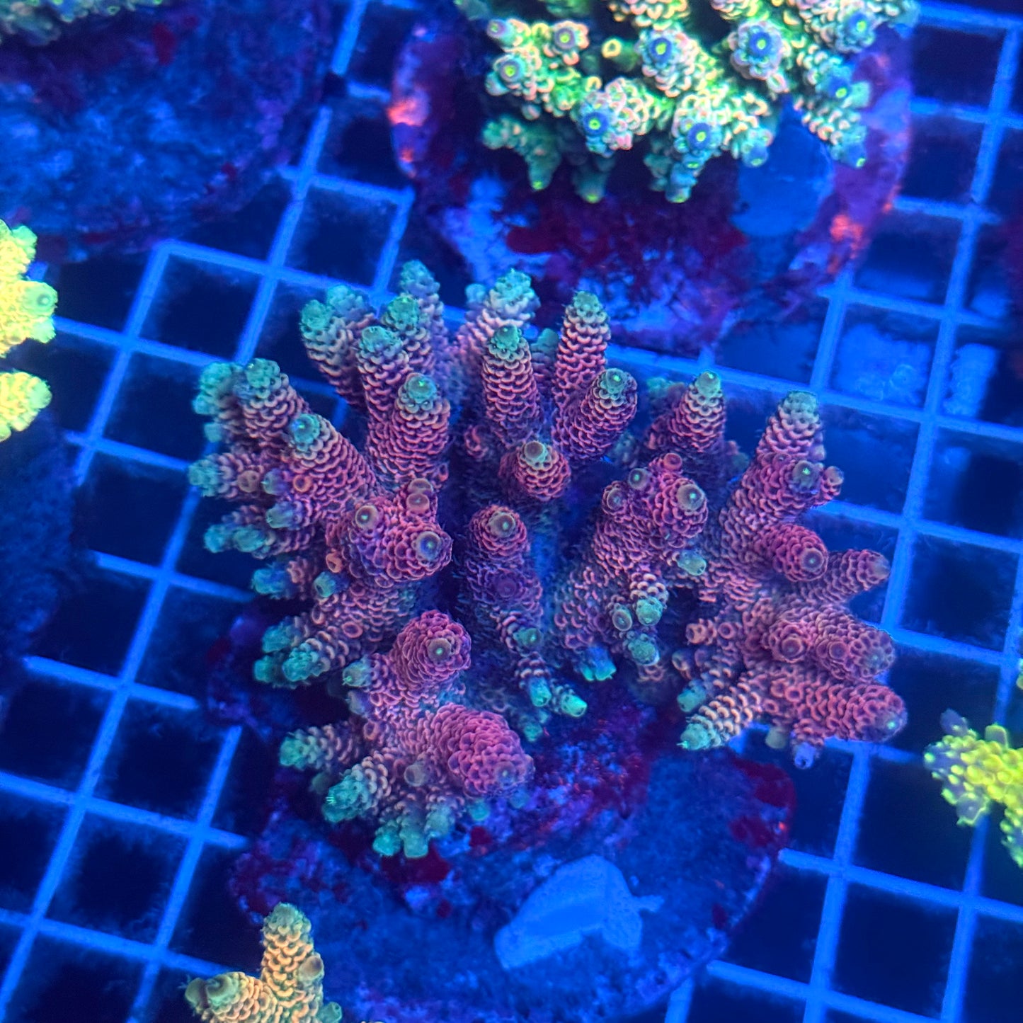 (WYSIWYG) Acropora Colony T2B3