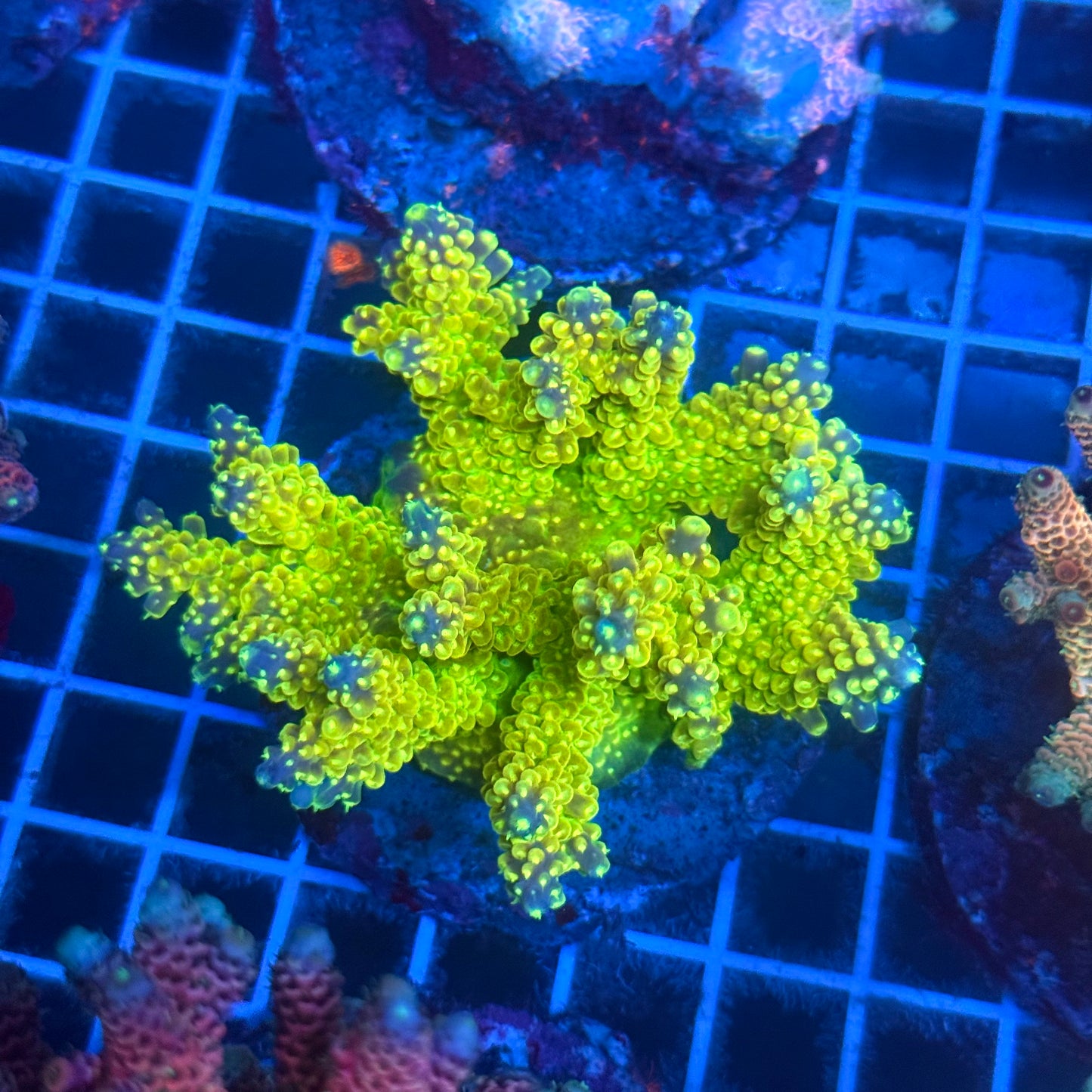 (WYSIWYG) Acropora Colony T2B4