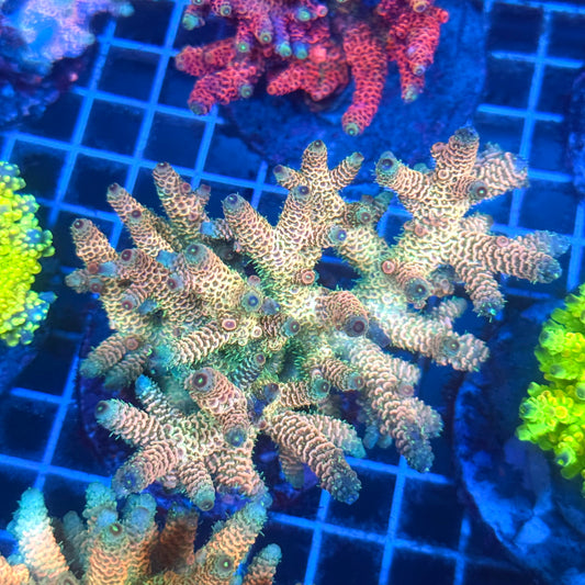 (WYSIWYG) Acropora Colony T2B5