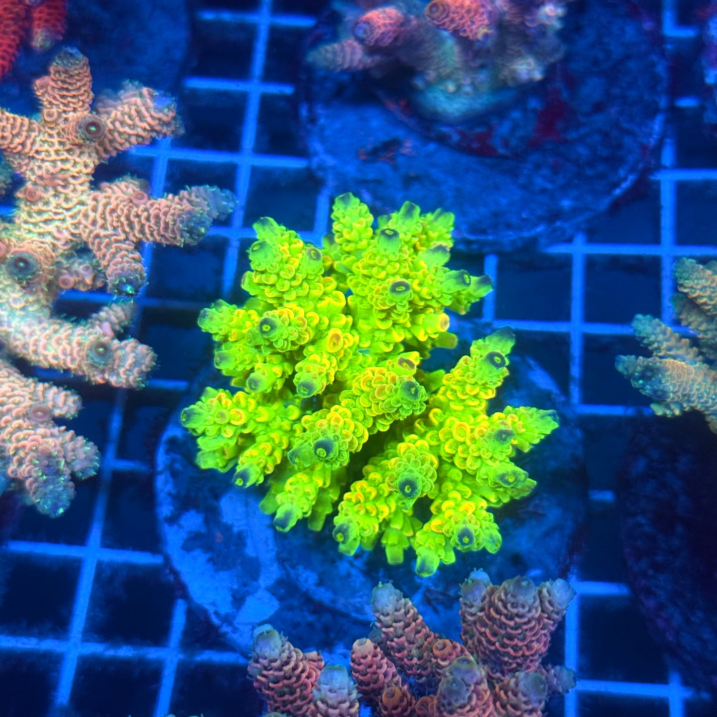 (WYSIWYG) Acropora Colony T2B6