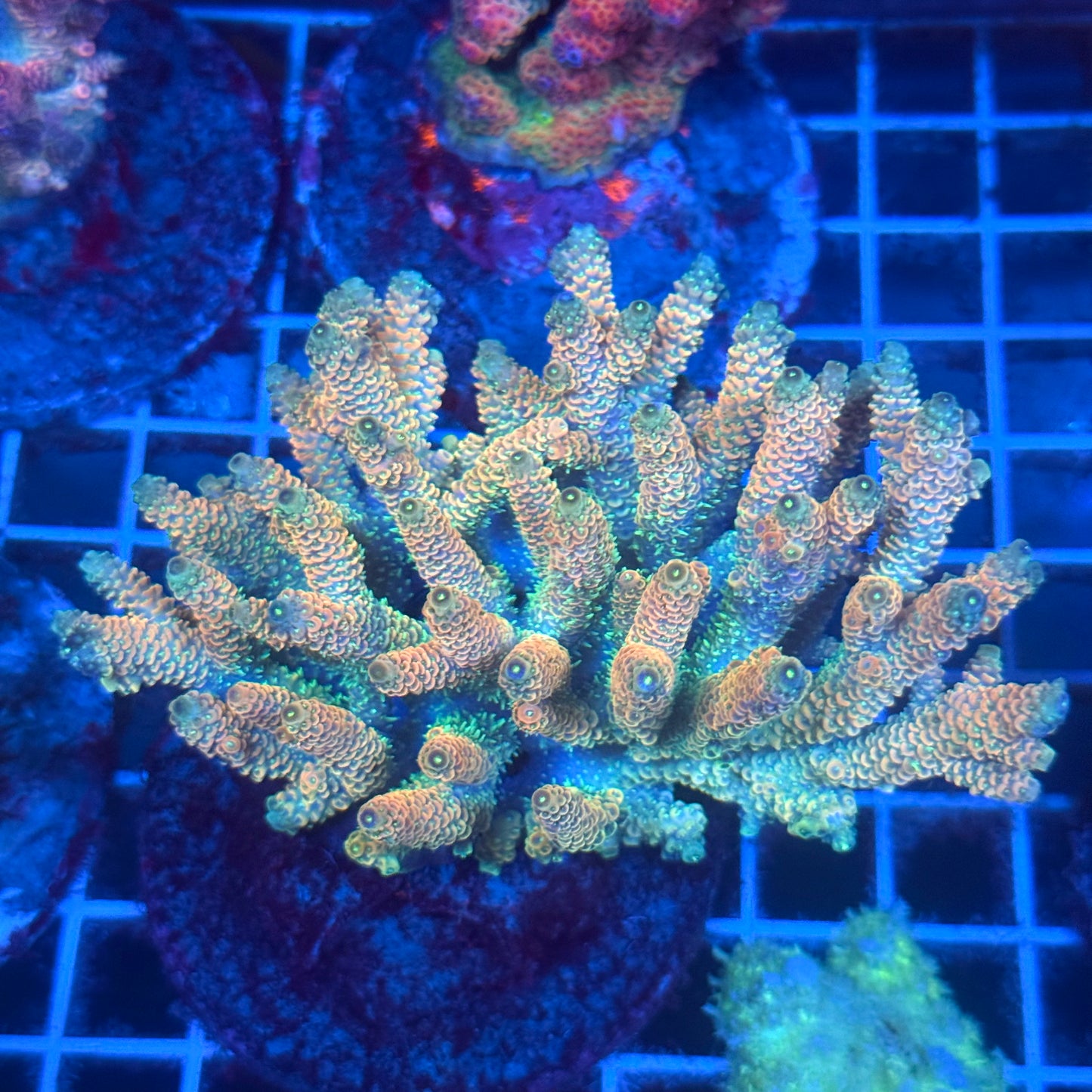 (WYSIWYG) Acropora Colony T2B7