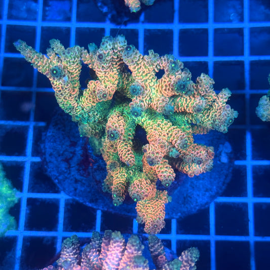 (WYSIWYG) Acropora Colony T2B8