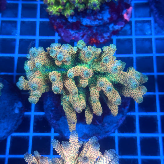 (WYSIWYG) Acropora Colony T2B9