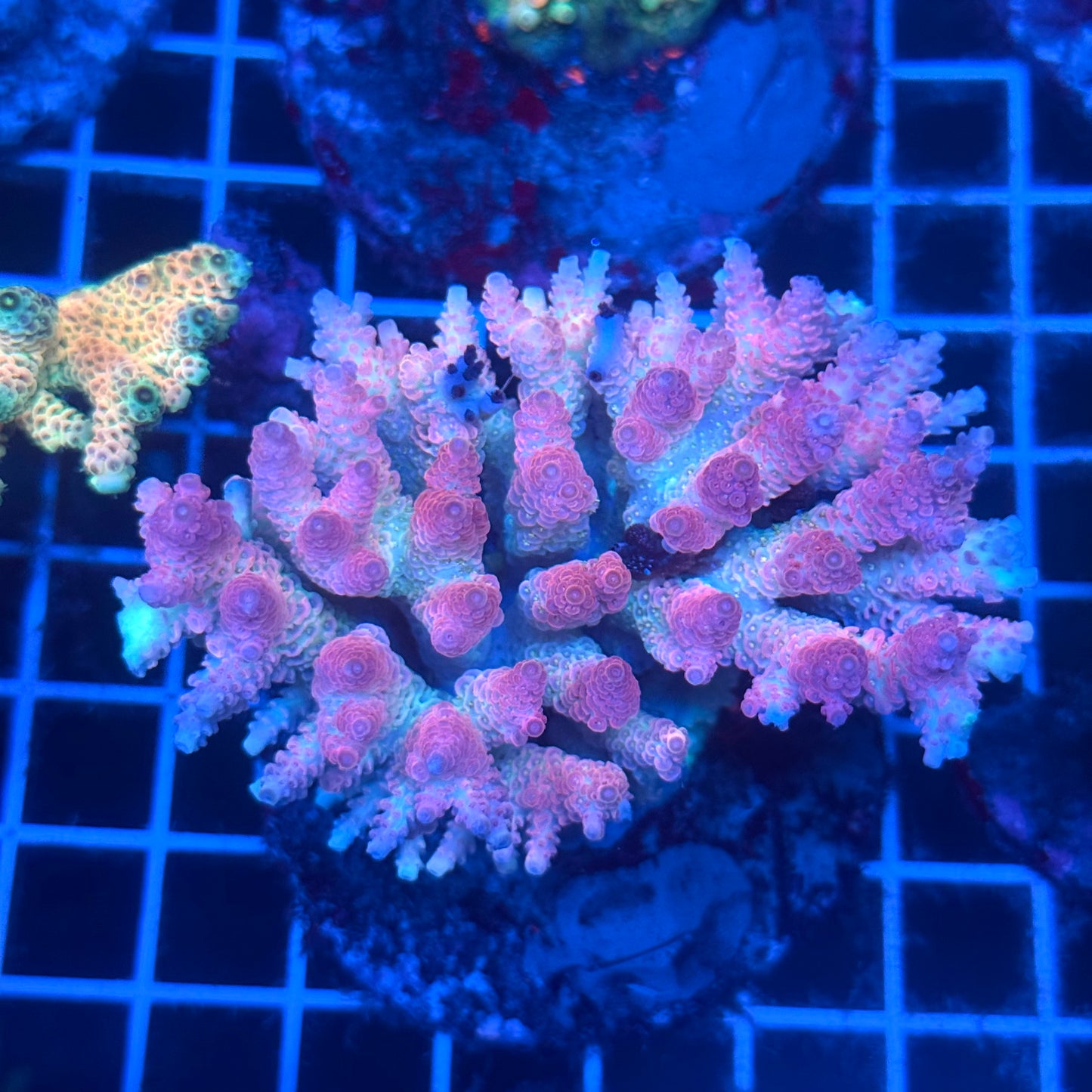 (WYSIWYG) Acropora Colony T2C11