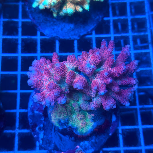 (WYSIWYG) Acropora Colony T2C13