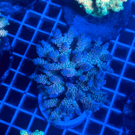(WYSIWYG) Acropora Colony T2C2