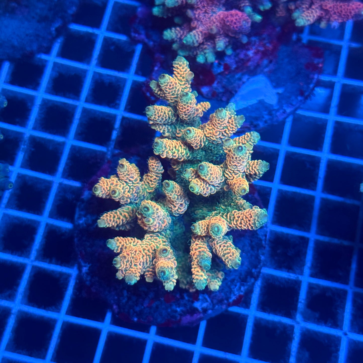 (WYSIWYG) Acropora Colony T2C3