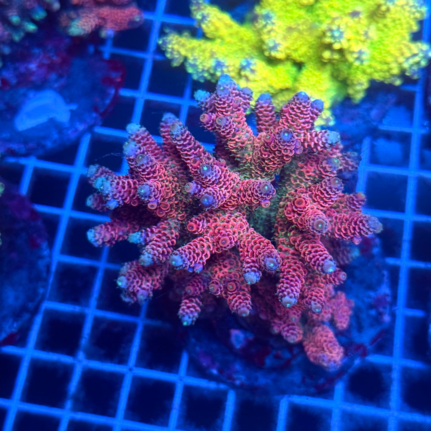 (WYSIWYG) Acropora Colony T2C4