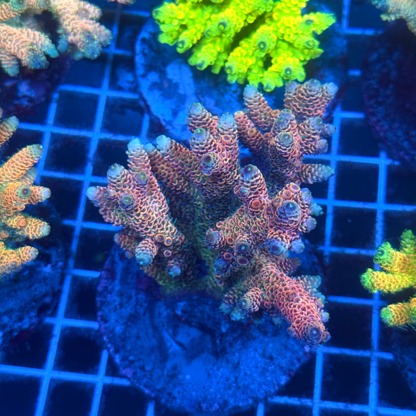 (WYSIWYG) Acropora Colony T2C6