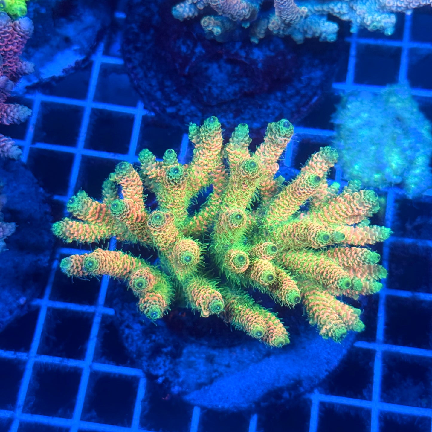 (WYSIWYG) Acropora Colony T2C7