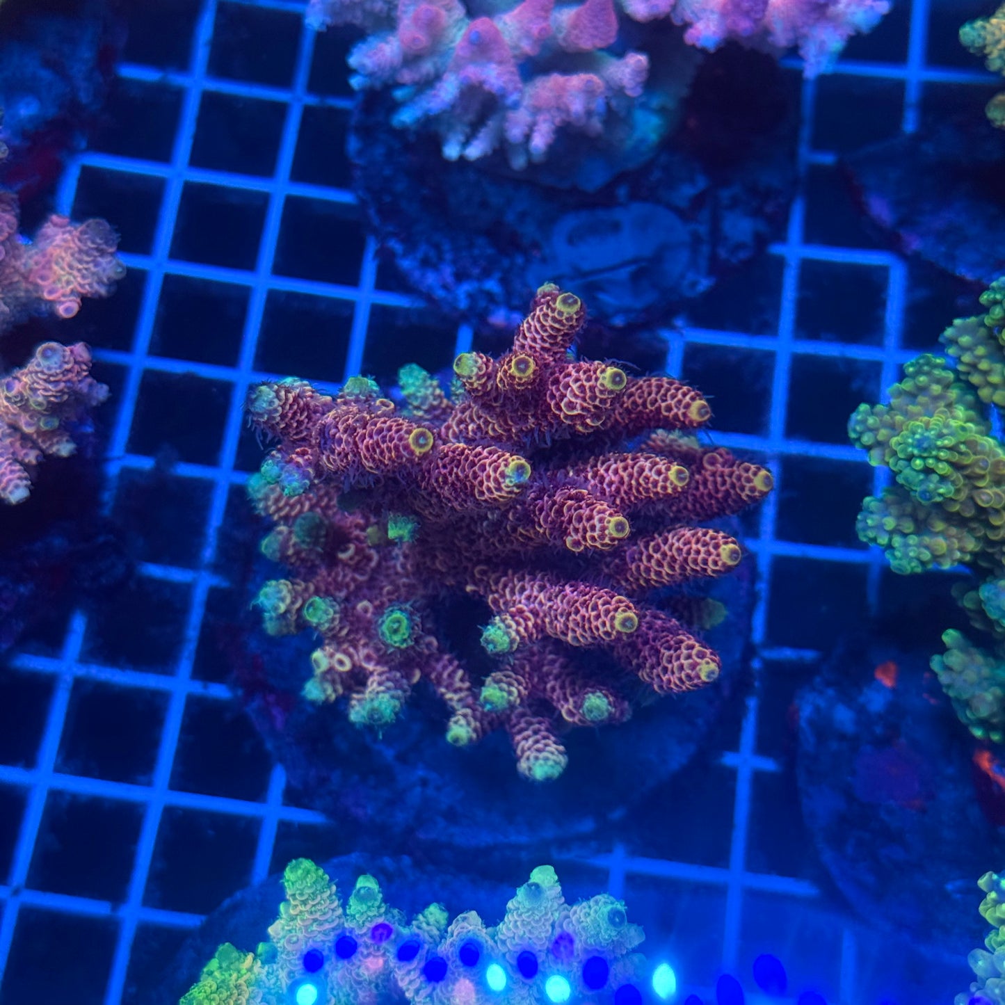 (WYSIWYG) Acropora Colony T2D11