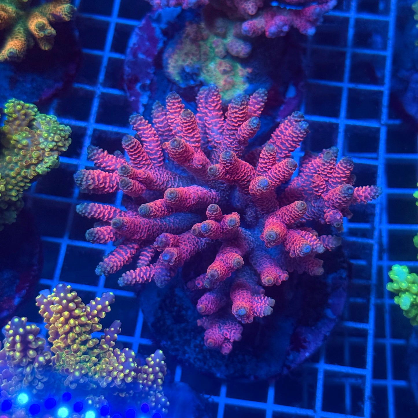 (WYSIWYG) Acropora Colony T2D13