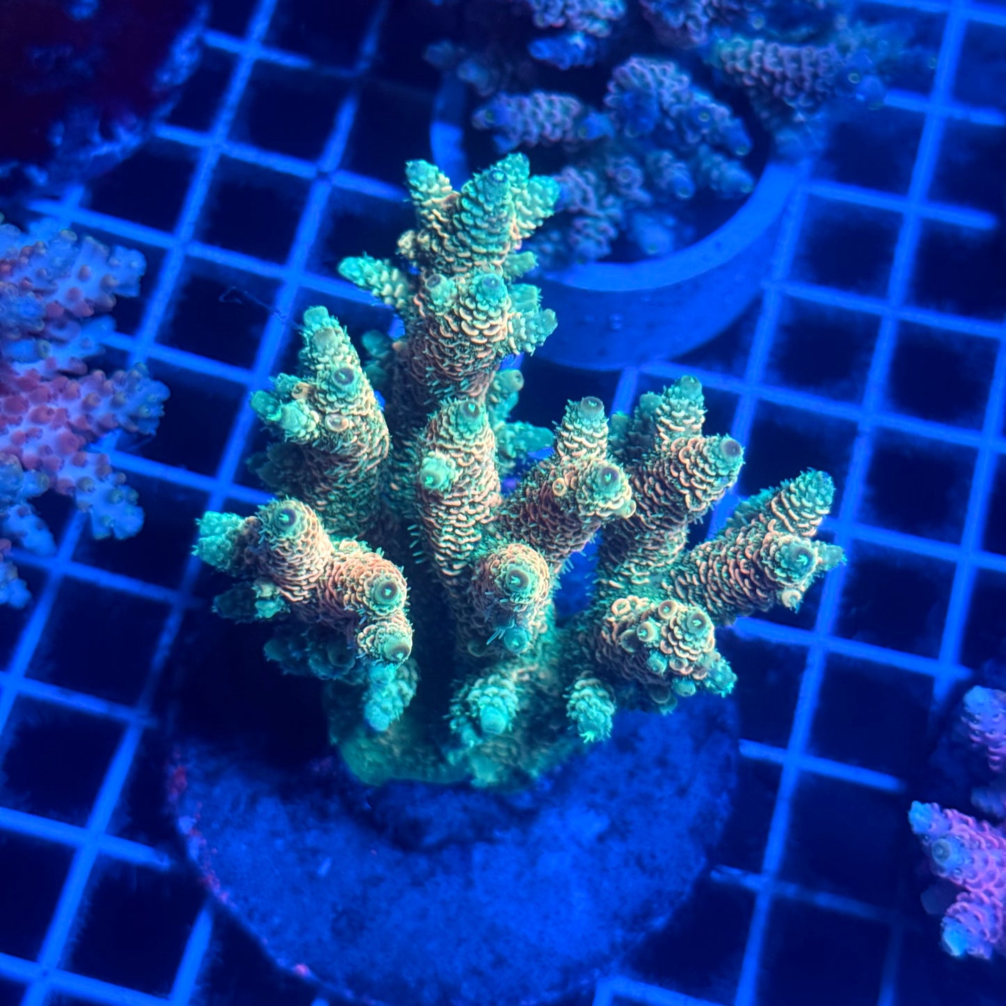 (WYSIWYG) Acropora Colony T2D2