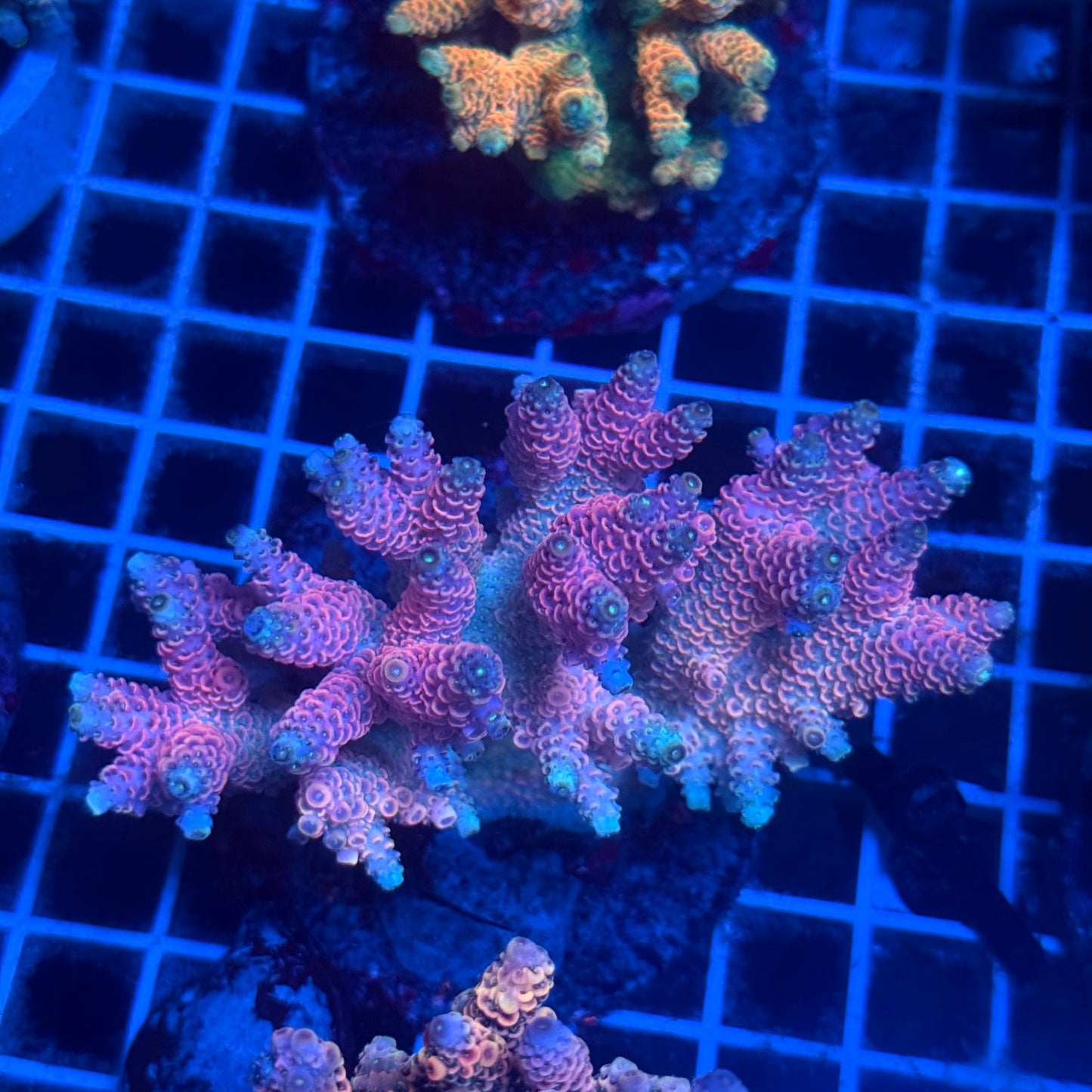 (WYSIWYG) Acropora Colony T2D3