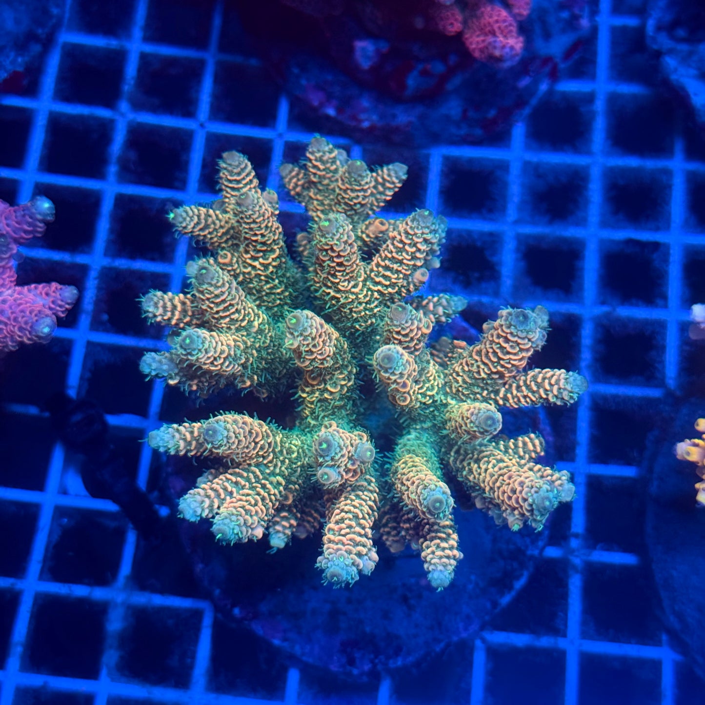 (WYSIWYG) Acropora Colony T2D4