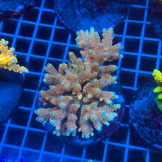 (WYSIWYG) Acropora Colony T2D6