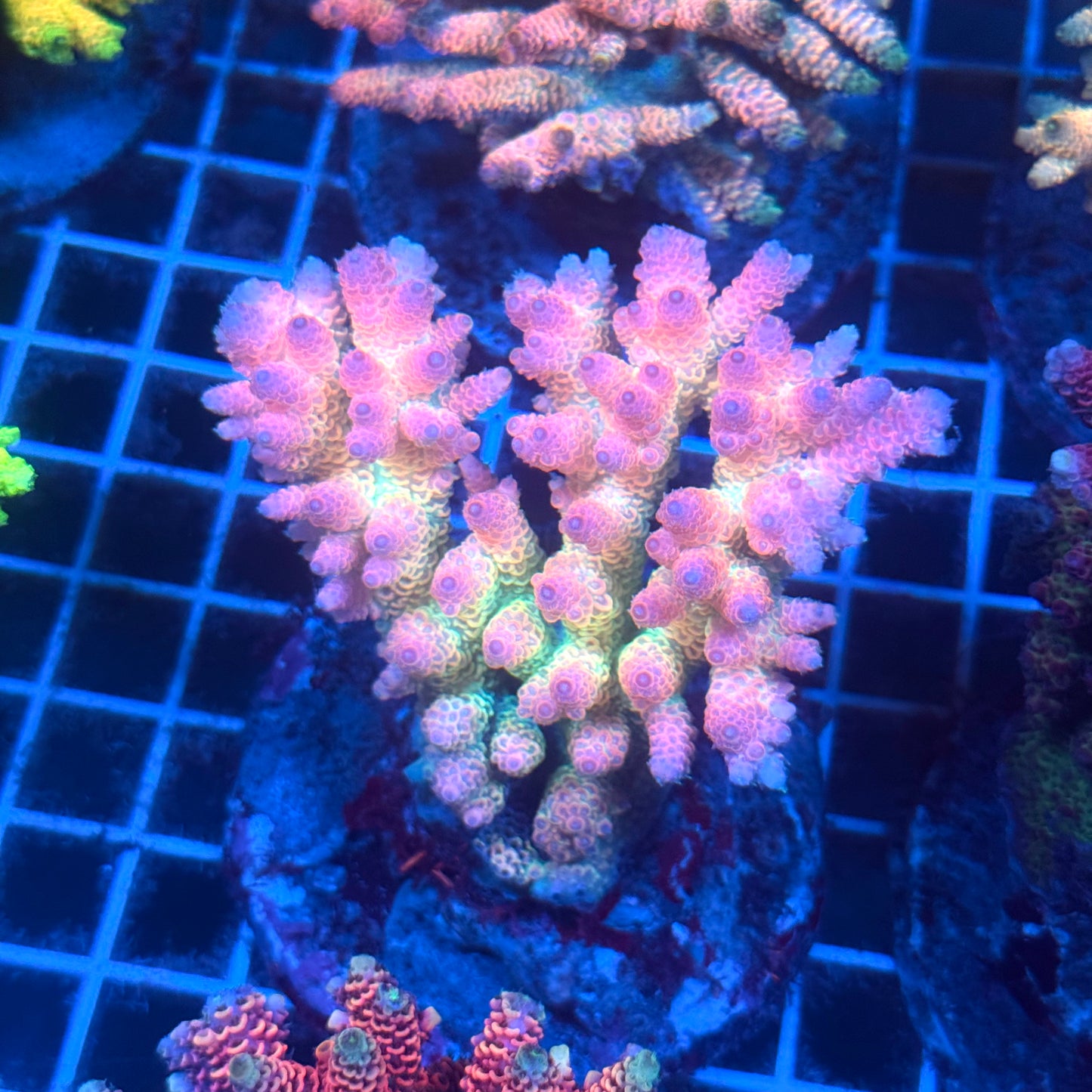 (WYSIWYG) Acropora Colony T2D8