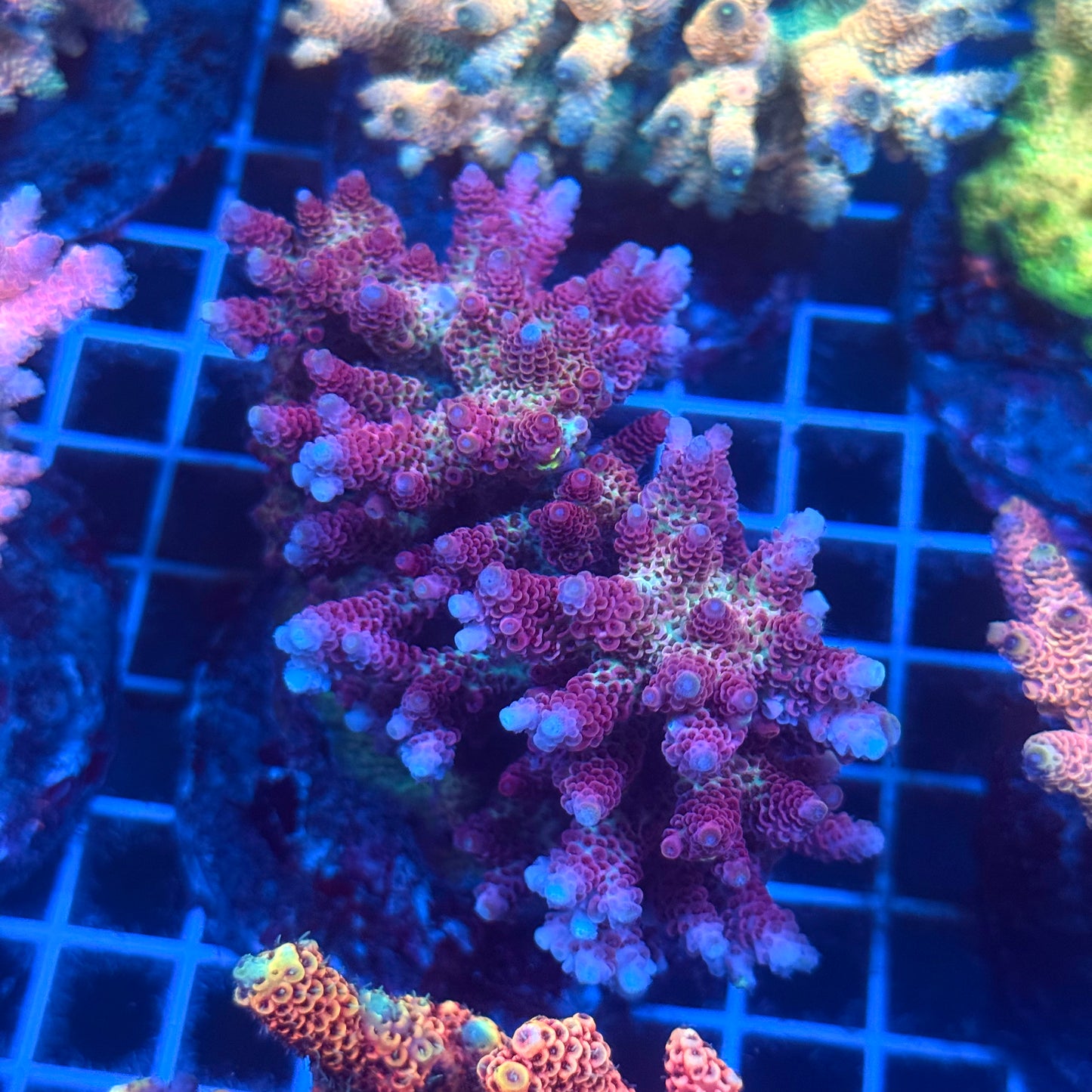(WYSIWYG) Acropora Colony T2D9