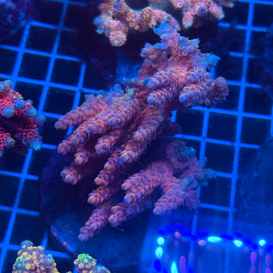 (WYSIWYG) Acropora Colony T2E10