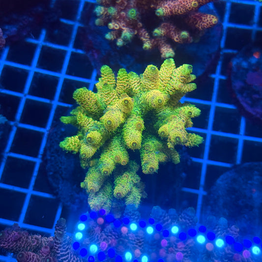 (WYSIWYG) Acropora Colony T2E11