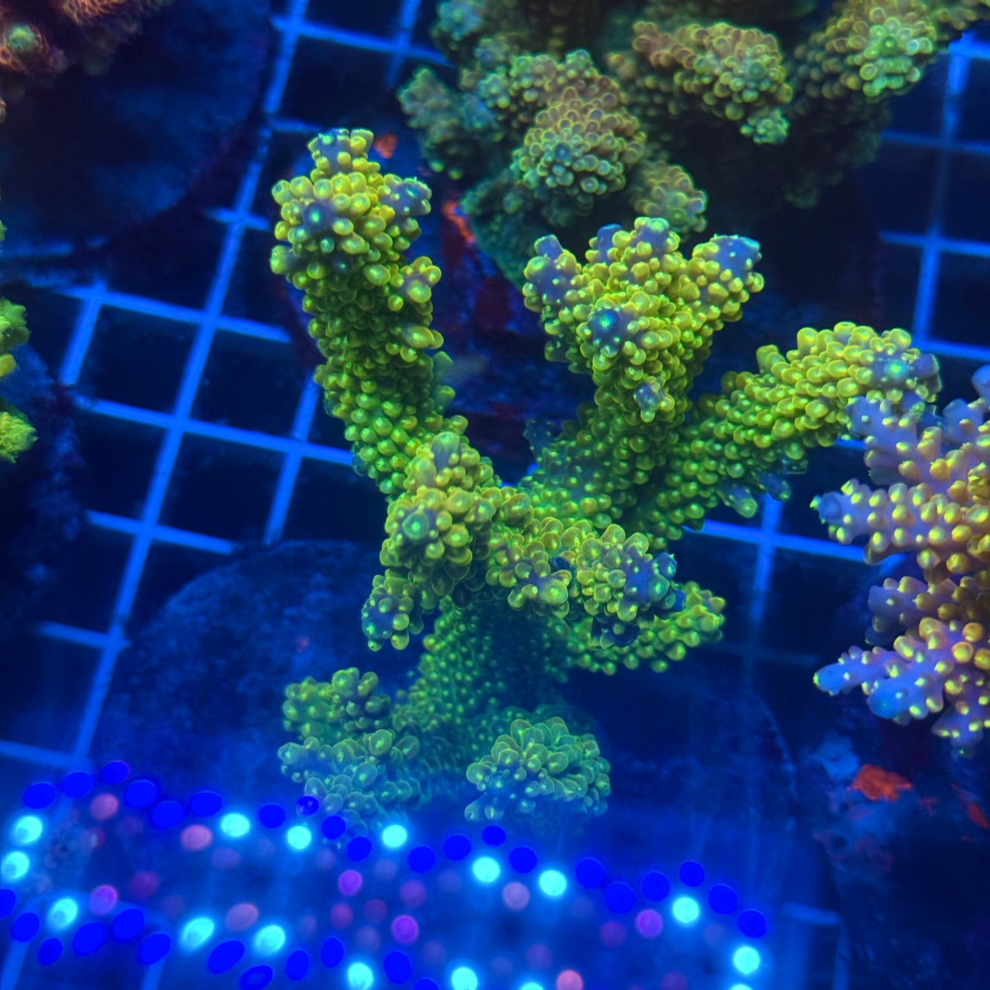 (WYSIWYG) Acropora Colony T2E12