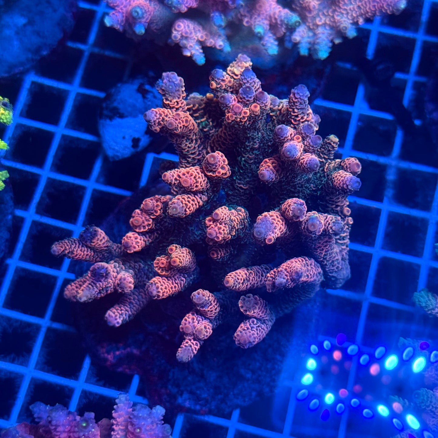 (WYSIWYG) Acropora Colony T2E3