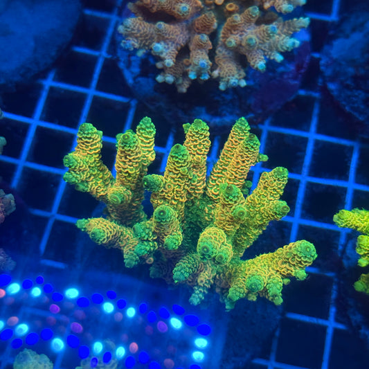 (WYSIWYG) Acropora Colony T2E6