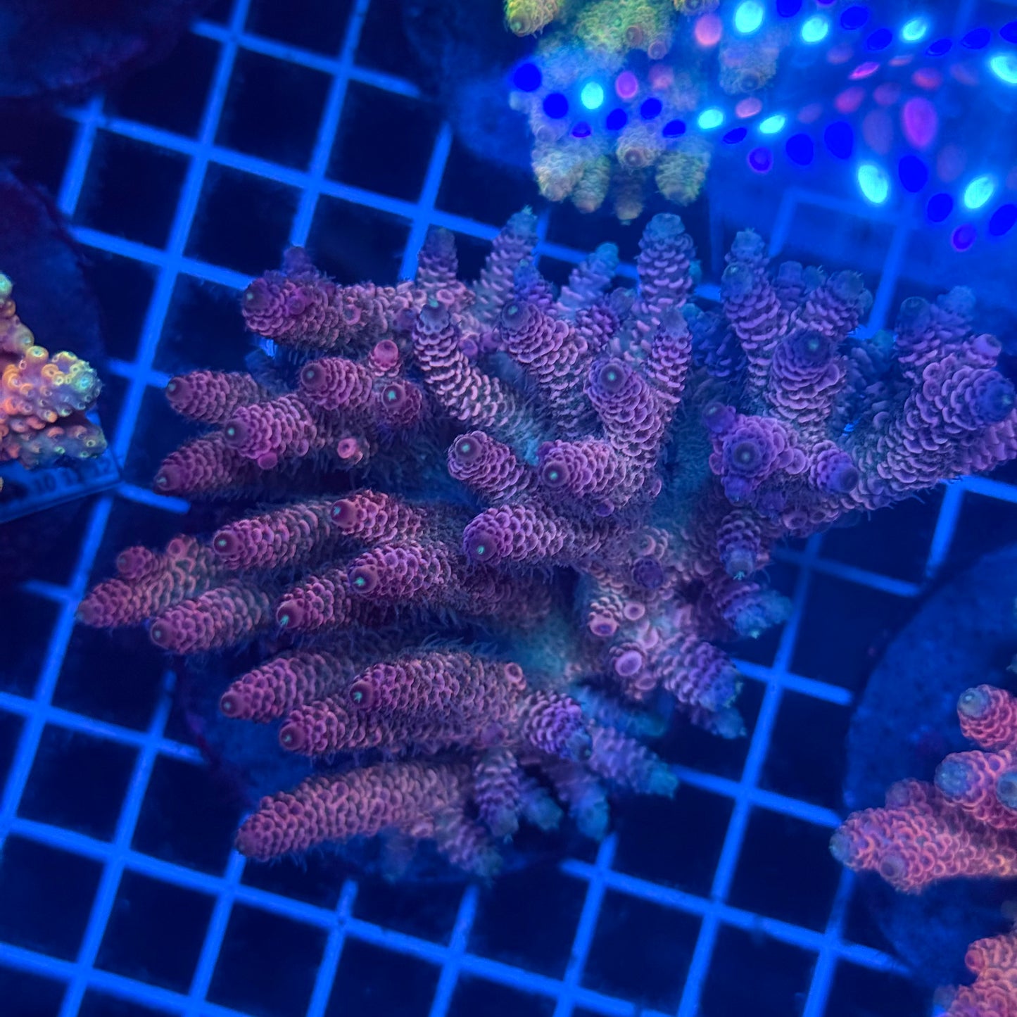 (WYSIWYG) Acropora Colony T2F11