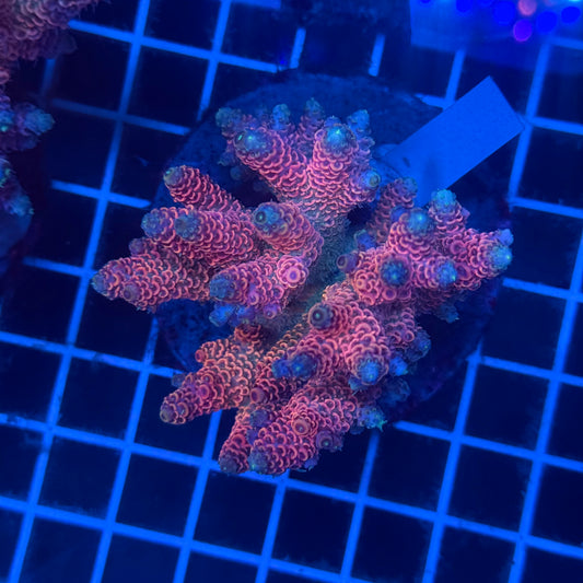 (WYSIWYG) Acropora Colony T2F12