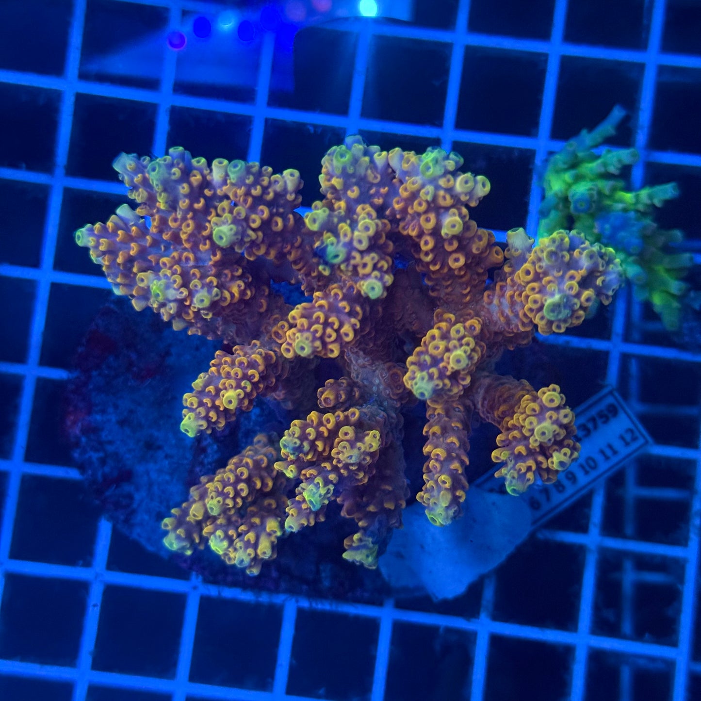 (WYSIWYG) Acropora Colony T2F13