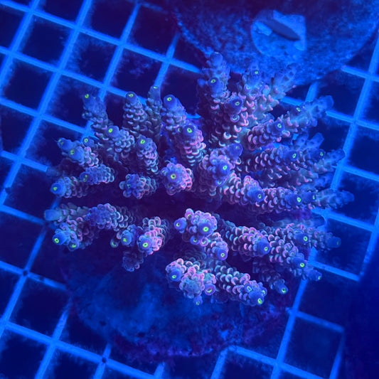 (WYSIWYG) Acropora Colony T2F2