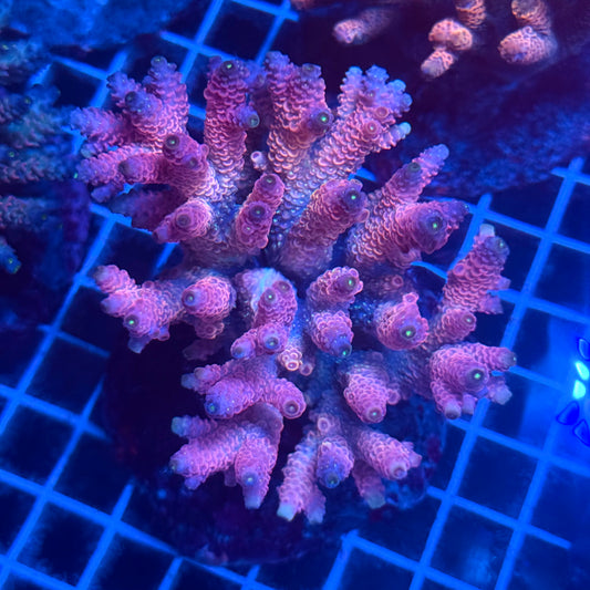 (WYSIWYG) Acropora Colony T2F3